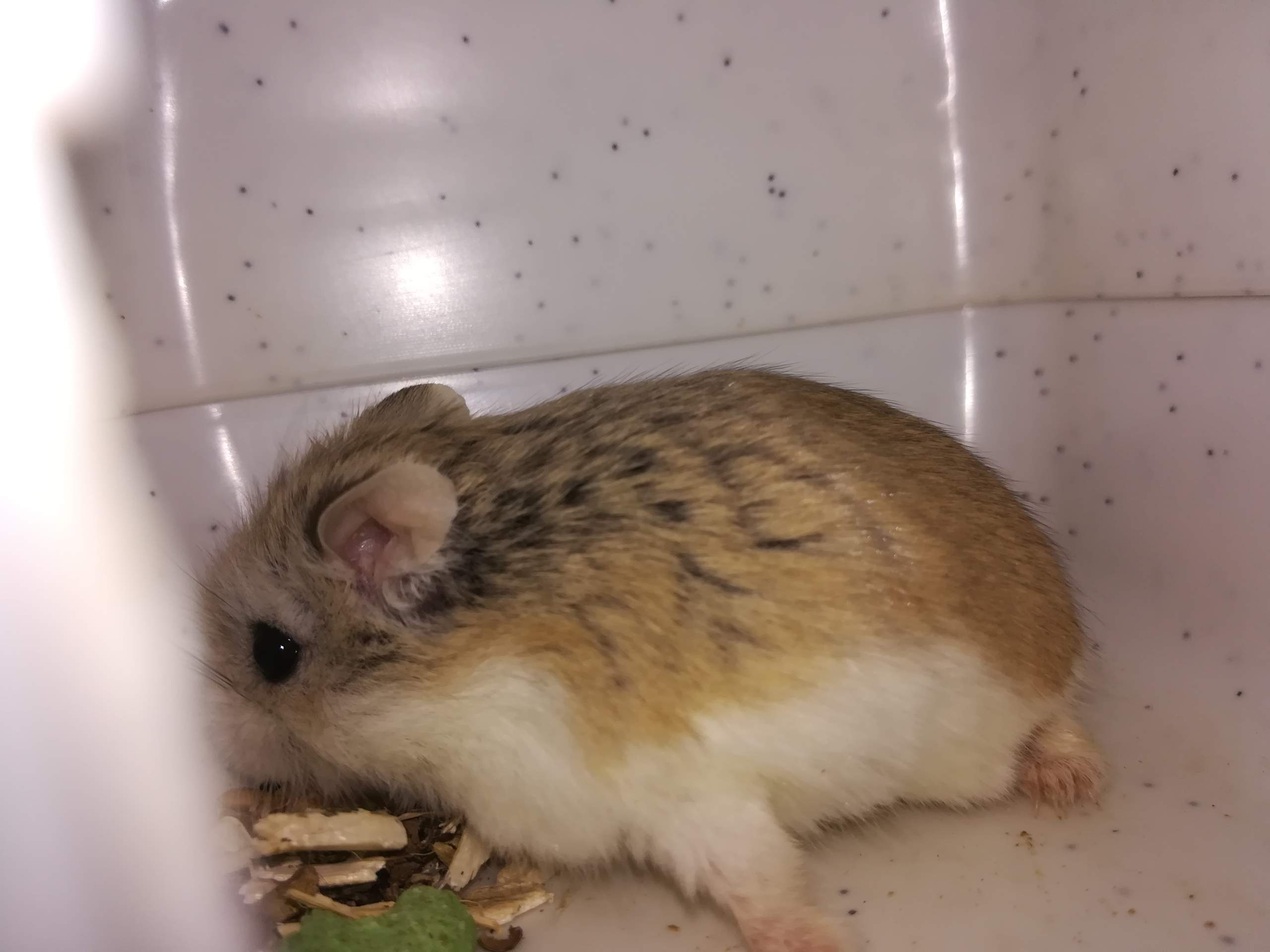 Welche zwerghamster Arten sind das weiß das jemand genau? (Tiere, Hamster) - 0 Full Welche zwerghamster Arten sind das weiß das jemand genau? (Tiere, Hamster) - 0 Full