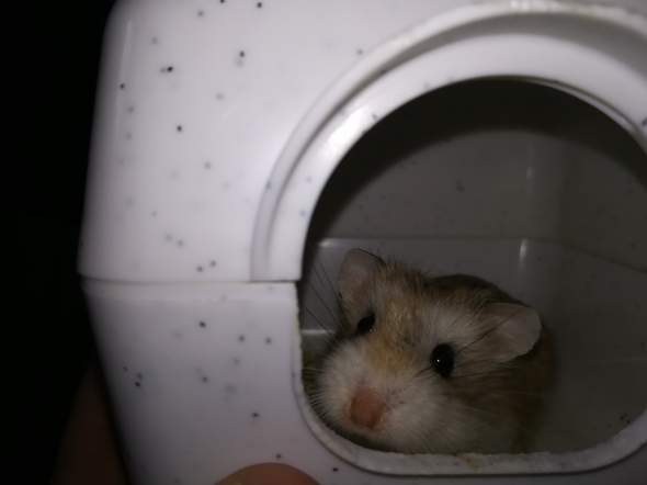 Welche zwerghamster Arten sind das weiß das jemand genau? (Tiere, Hamster) - 1 Big Welche zwerghamster Arten sind das weiß das jemand genau? (Tiere, Hamster) - 1 Big