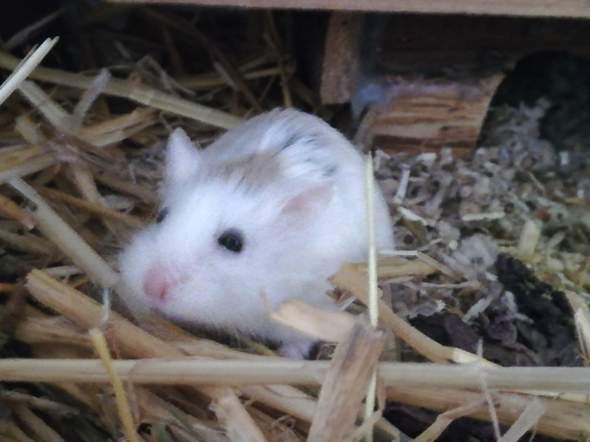 Welche zwerghamster Arten sind das weiß das jemand genau? (Tiere, Hamster) - 2 Big Welche zwerghamster Arten sind das weiß das jemand genau? (Tiere, Hamster) - 2 Big