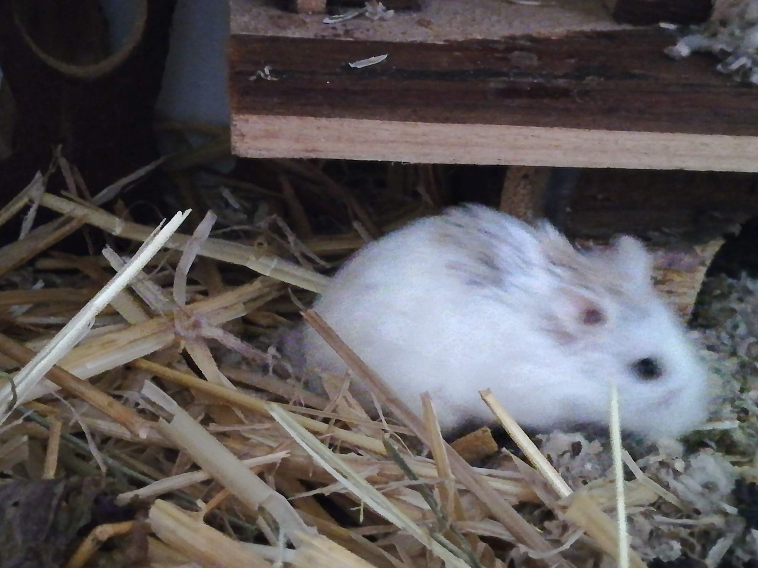 Welche zwerghamster Arten sind das weiß das jemand genau? (Tiere, Hamster) - 3 Full Welche zwerghamster Arten sind das weiß das jemand genau? (Tiere, Hamster) - 3 Full