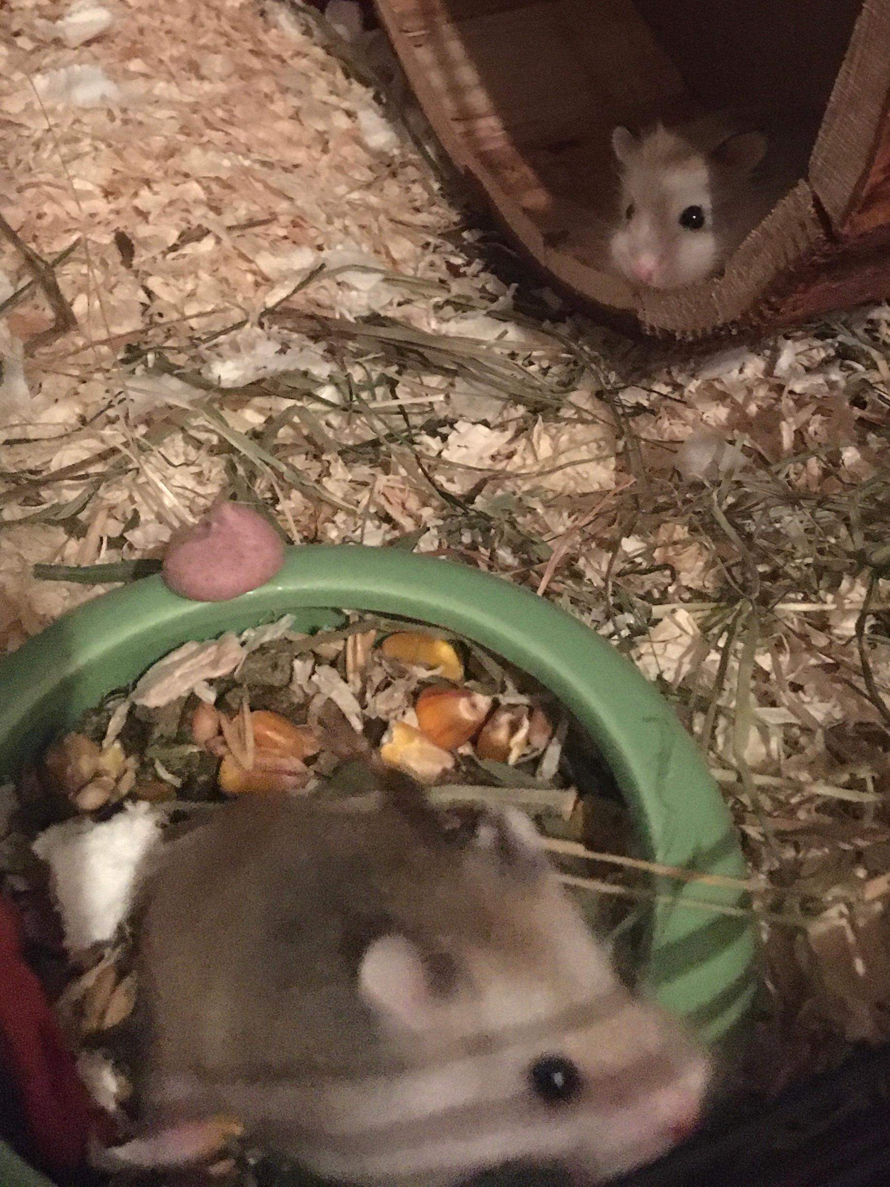 Welche zwerghamster sind das? (Hamster, Rasse) - 0 Full