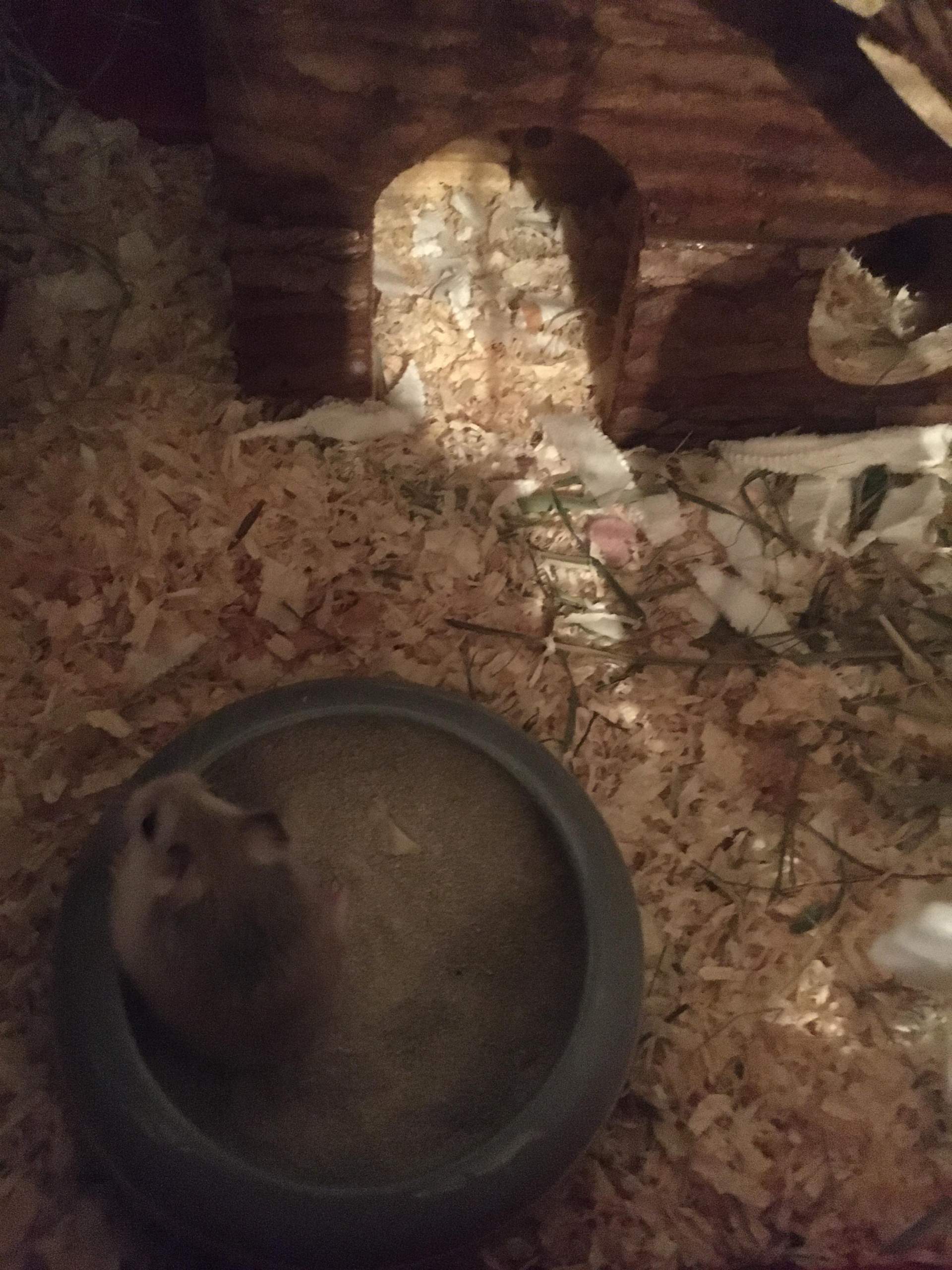 Welche zwerghamster sind das? (Hamster, Rasse) - 1 Full Welche zwerghamster sind das? (Hamster, Rasse) - 1 Full