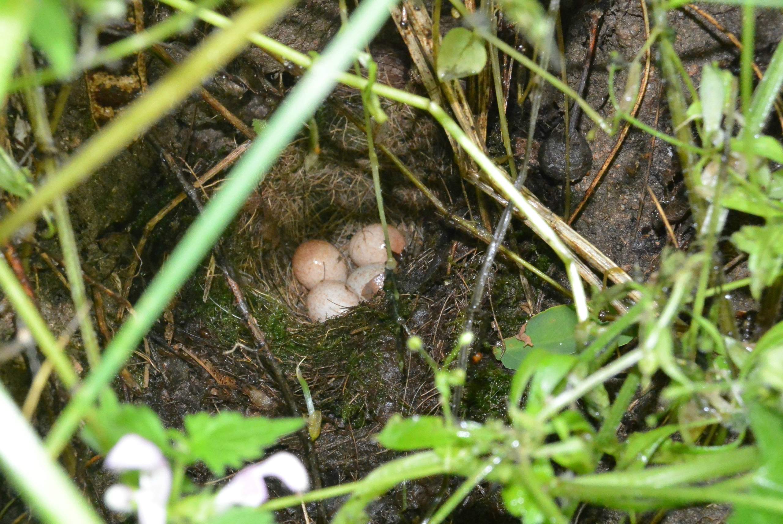 Welchem Tier gehören diese Eier? (Tiere, Garten, Nest)