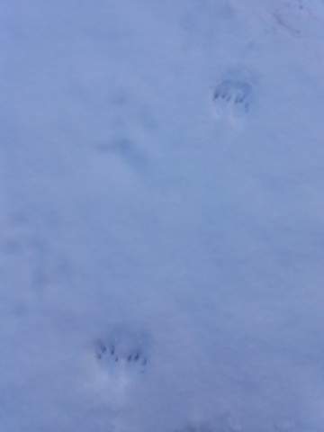 Welchem Tier Gehoren Diese Spuren Im Schnee Tiere Kaninchen Marder