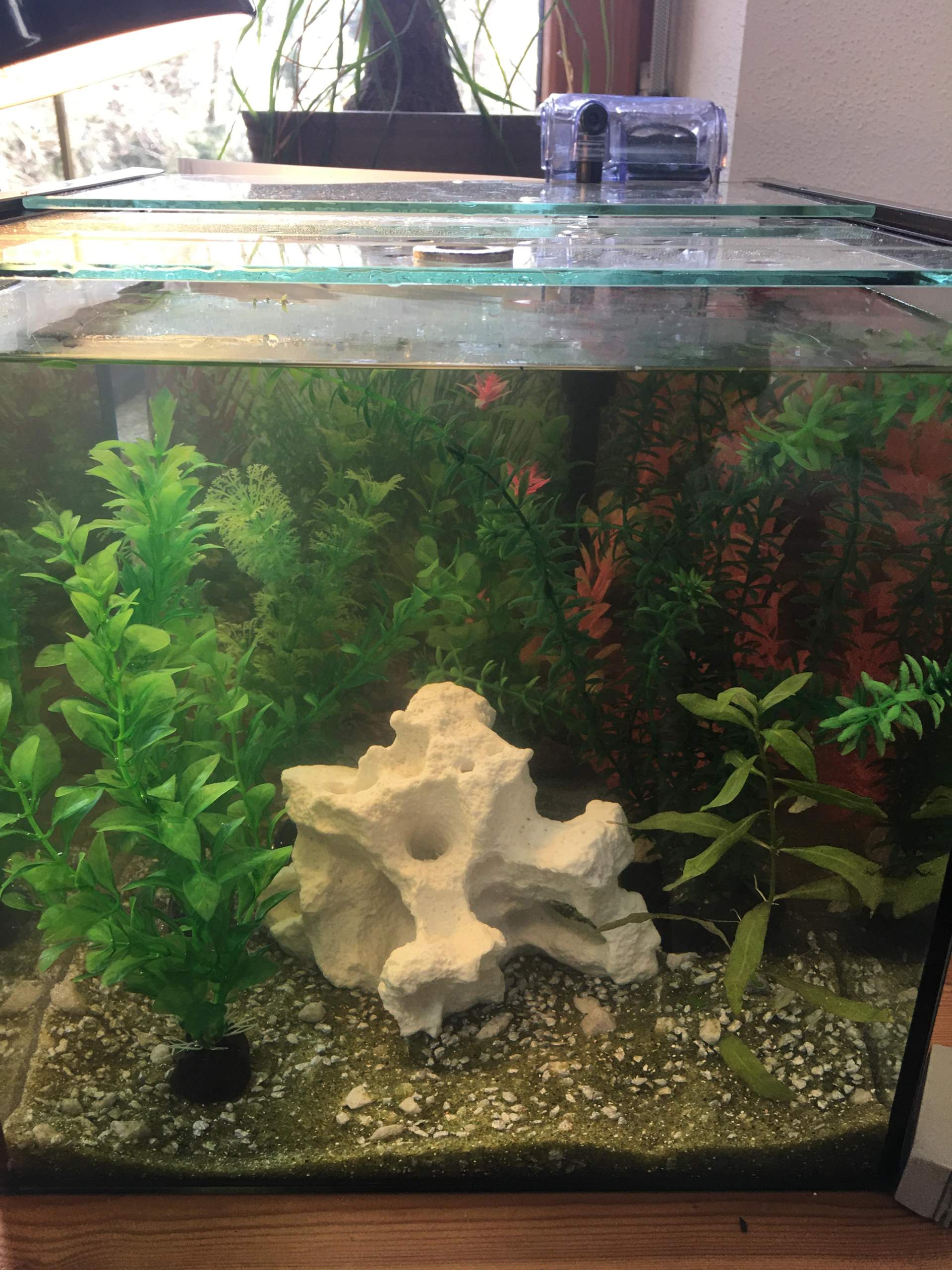 Welchen Besatz für 30L NANO Becken? (Tiere, Wasser, Fische)
