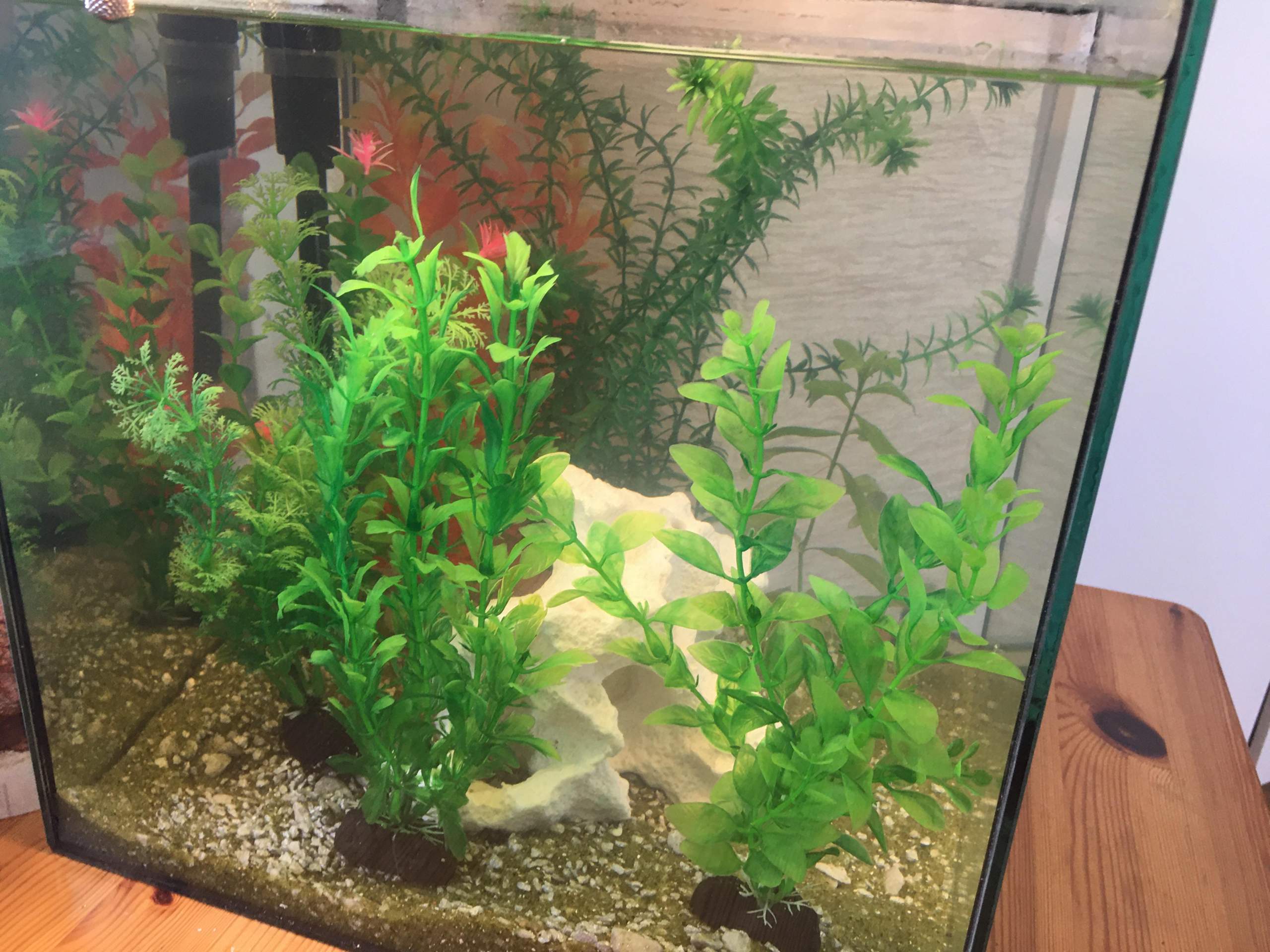 Welchen Besatz für 30L NANO Becken? (Tiere, Wasser, Fische)