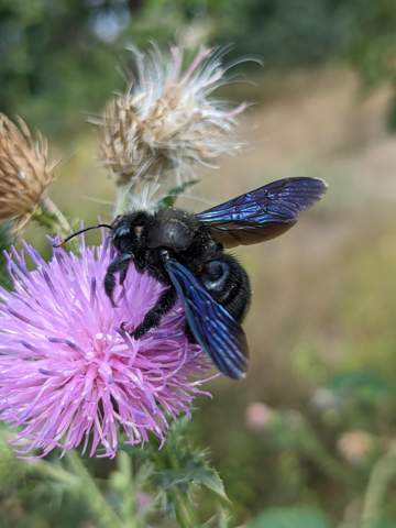 Welchen evolutionären Vorteil hat die schillernd stahlblaue Färbung der Holzbiene?