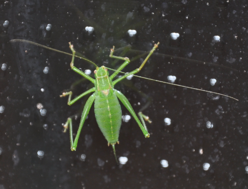 grünes Insekt - (Insekten, heuschrecken, grashüpfer)