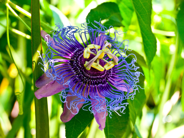 Bild blumen namen mit Blumenbilder