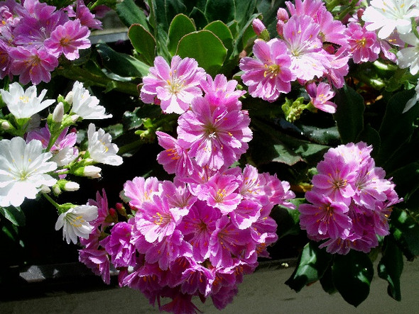 Welchen Namen Hat Diese Im Mai Bluhende Pflanze Auf Den Bildern Pflanzen Garten Blumen