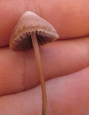 gefundener Pilz - (Biologie, Garten, Natur)