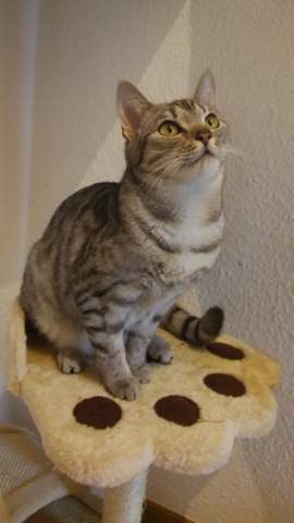 Lotta - (Katze, Rasse)