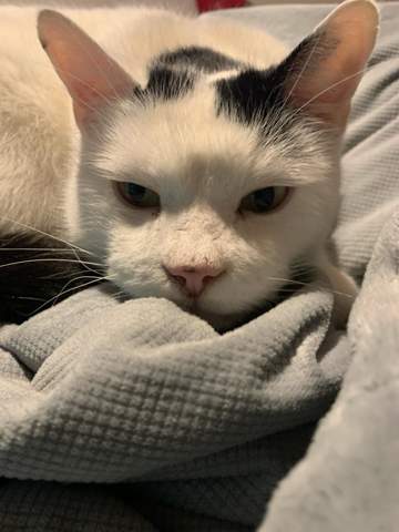 Welchen von meinen Katern findet ihr am schönsten und welche Namen