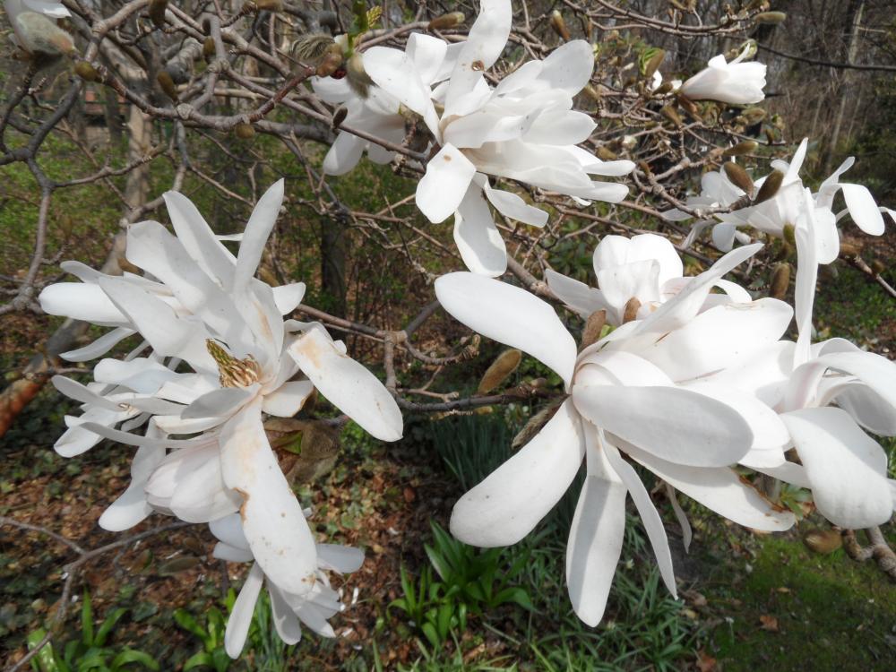 Welcher Baum Blüht Jetzt Weiß