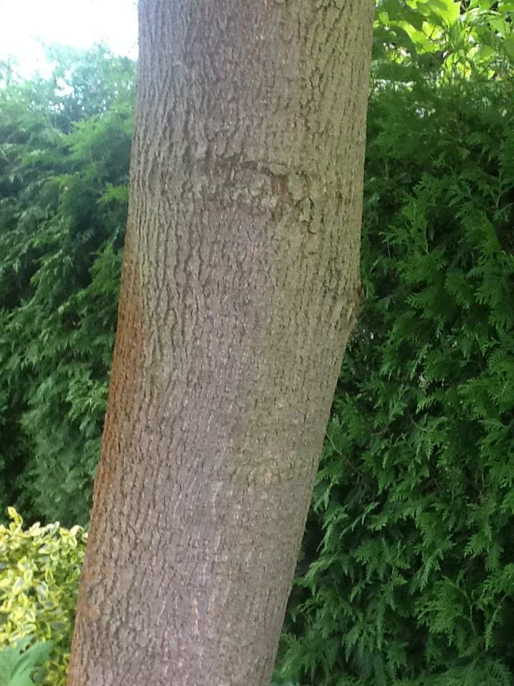 Welcher Baum ist das!? Hilfe (Pflanzen, Garten, grün)