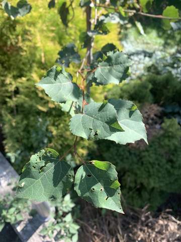 Welcher Baum wächst bei mir hier im Garten? (Pfl
anzen ...