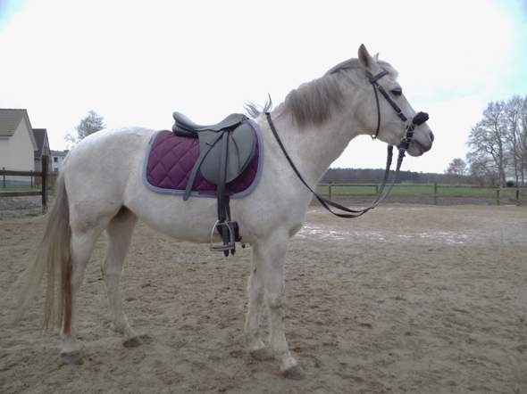 mein Pony - (Pferd, Reitsport, Westernreiten)