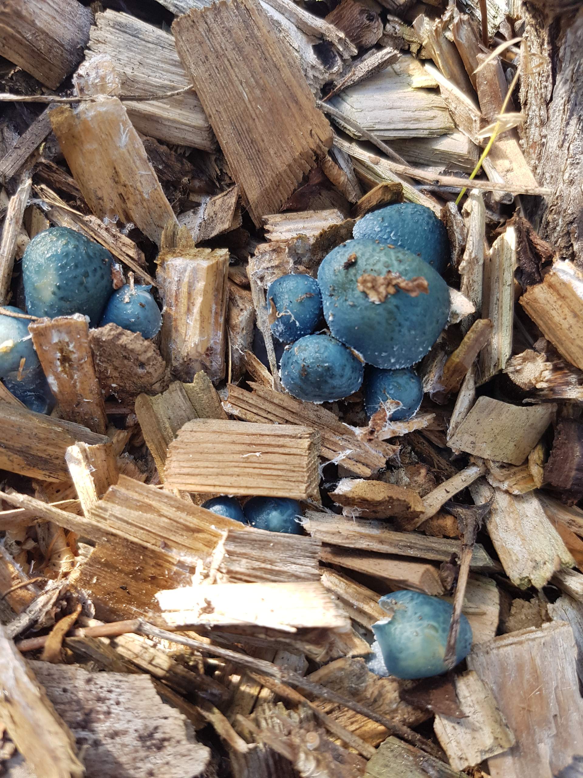 Solar-Pilzlampen 2-tlg. Set - Rote & Blaue LED Gartenlichter | Wasserdicht & Automatisch Dämmerungssensor