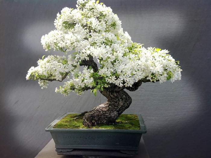 bonsai katsura Kyoto main image 0