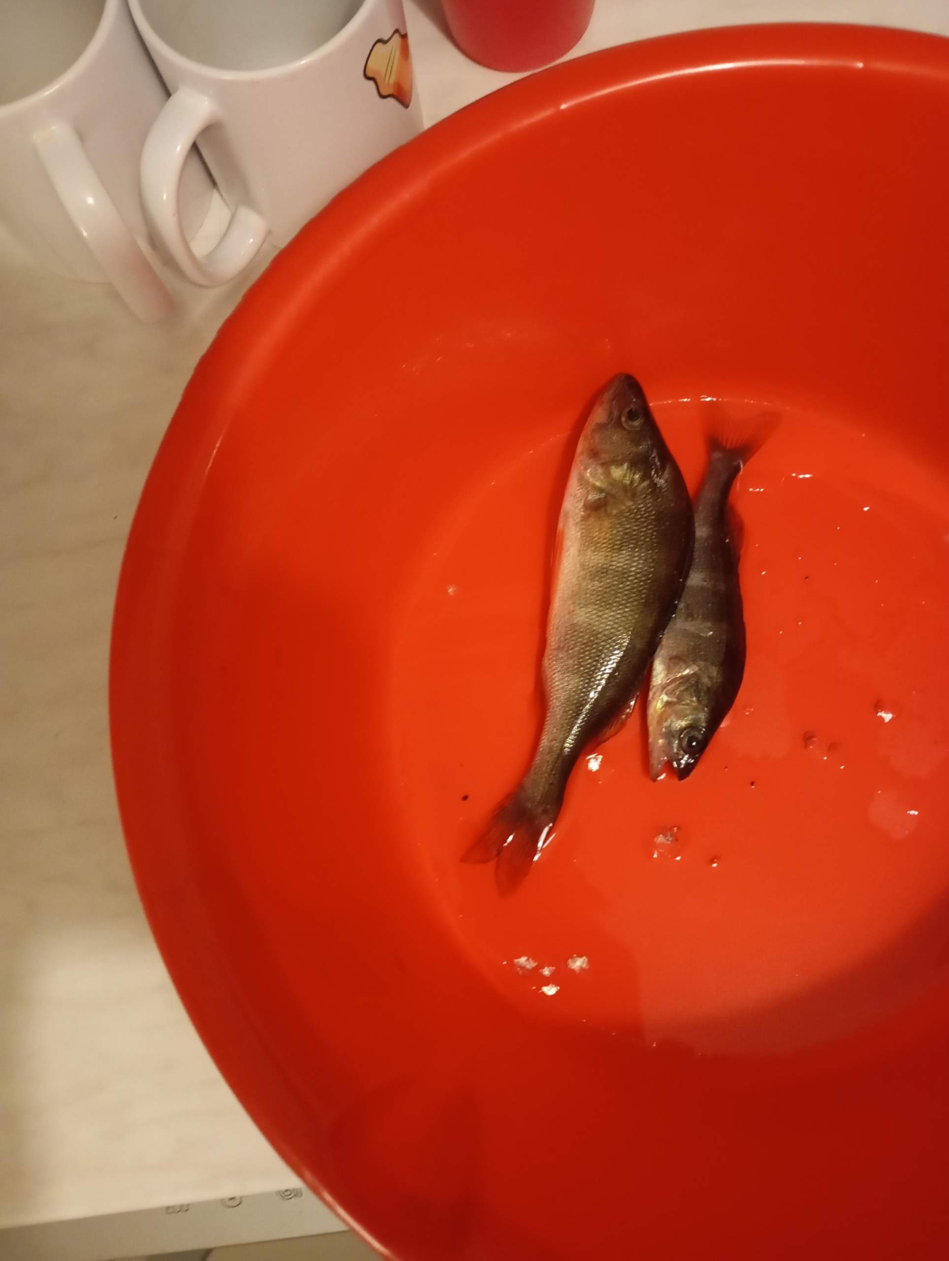 Welcher Fisch? (Fische, Aquarium, angeln)
