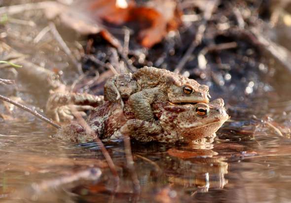 Welcher Frosch Oder Krote Tiere Biologie Natur