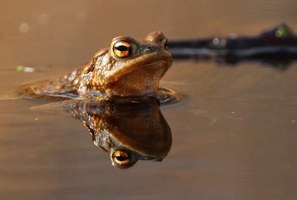 Welcher Frosch Oder Krote Tiere Biologie Natur