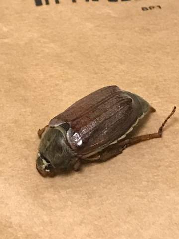 Welcher Käfer ist das?