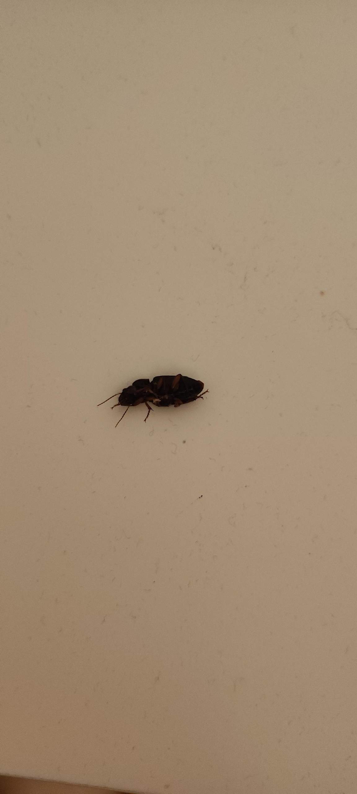Welcher Käfer ist das? (Bild anbei)? (Insekten, Schädlinge, Ungeziefer)