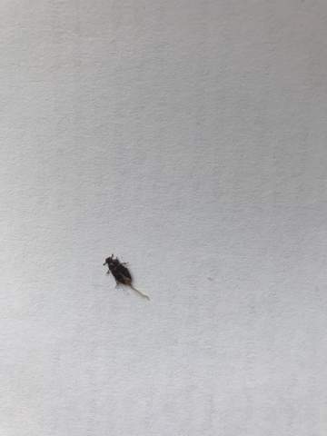 - (Natur, Insekten, Käfer)