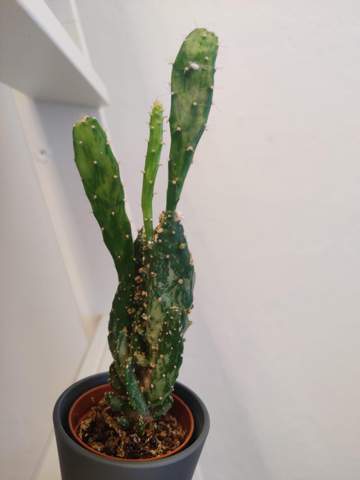 Welcher Kaktus ist das?