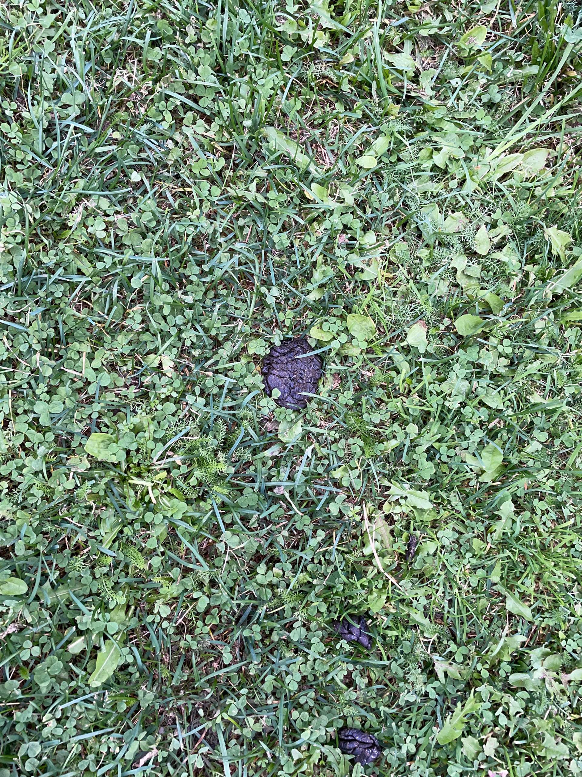 Welcher Kot ist das? (Tiere, Wildtiere, Norwegen)