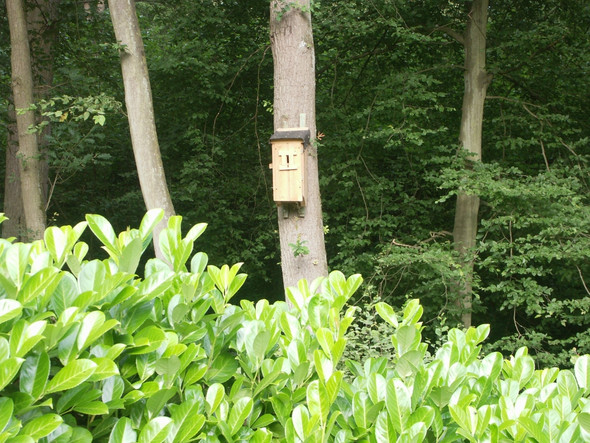 Hornissen - (Garten, Natur, Insekten)