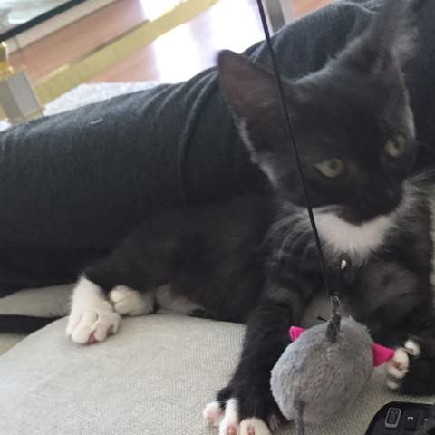 1.sammy - (Katze, Katzen, Kater)