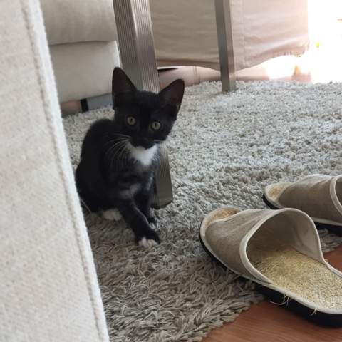 2.sammy - (Katze, Katzen, Kater)