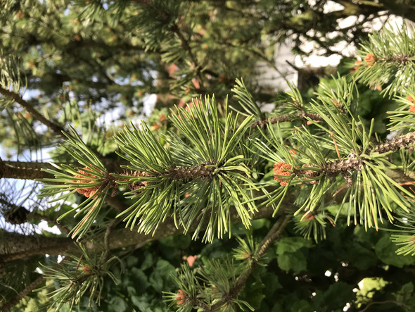 Welcher Nadelbaum Ist Es Pflanzen Garten