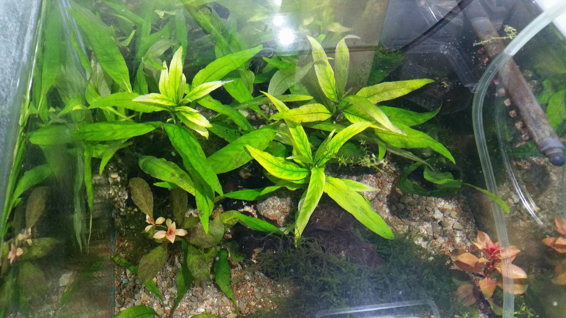 Welcher Nährstoff fehlt meinen Pflanzen? (Aquarium) Welcher Nährstoff fehlt meinen Pflanzen? (Aquarium)