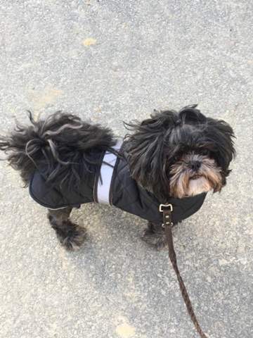 - (Hund, Haustiere, hundenamen)
