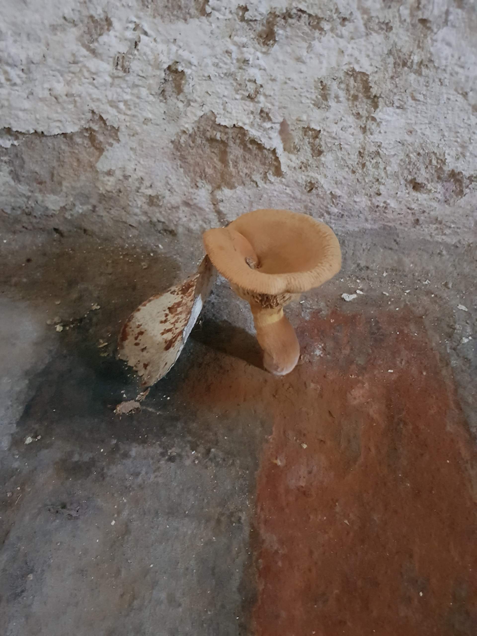 Welcher Pilz im keller . Wächst durch Beton (Großer Fruchtkörper)? (Pilze, Haus und Garten)