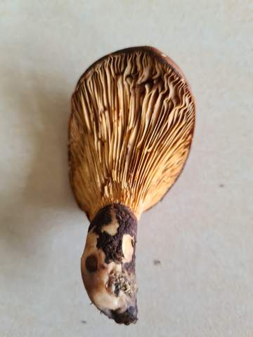 Welcher Pilz ist das? Sieht wie ein Ohr aus?