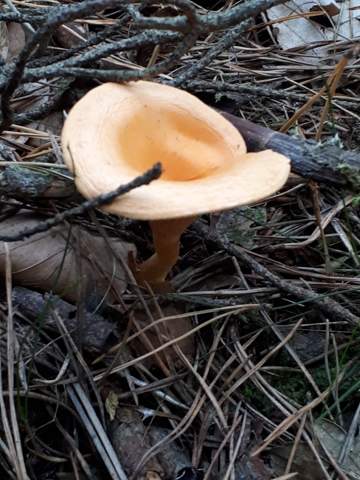 - (Pilze, Pilze suchen)