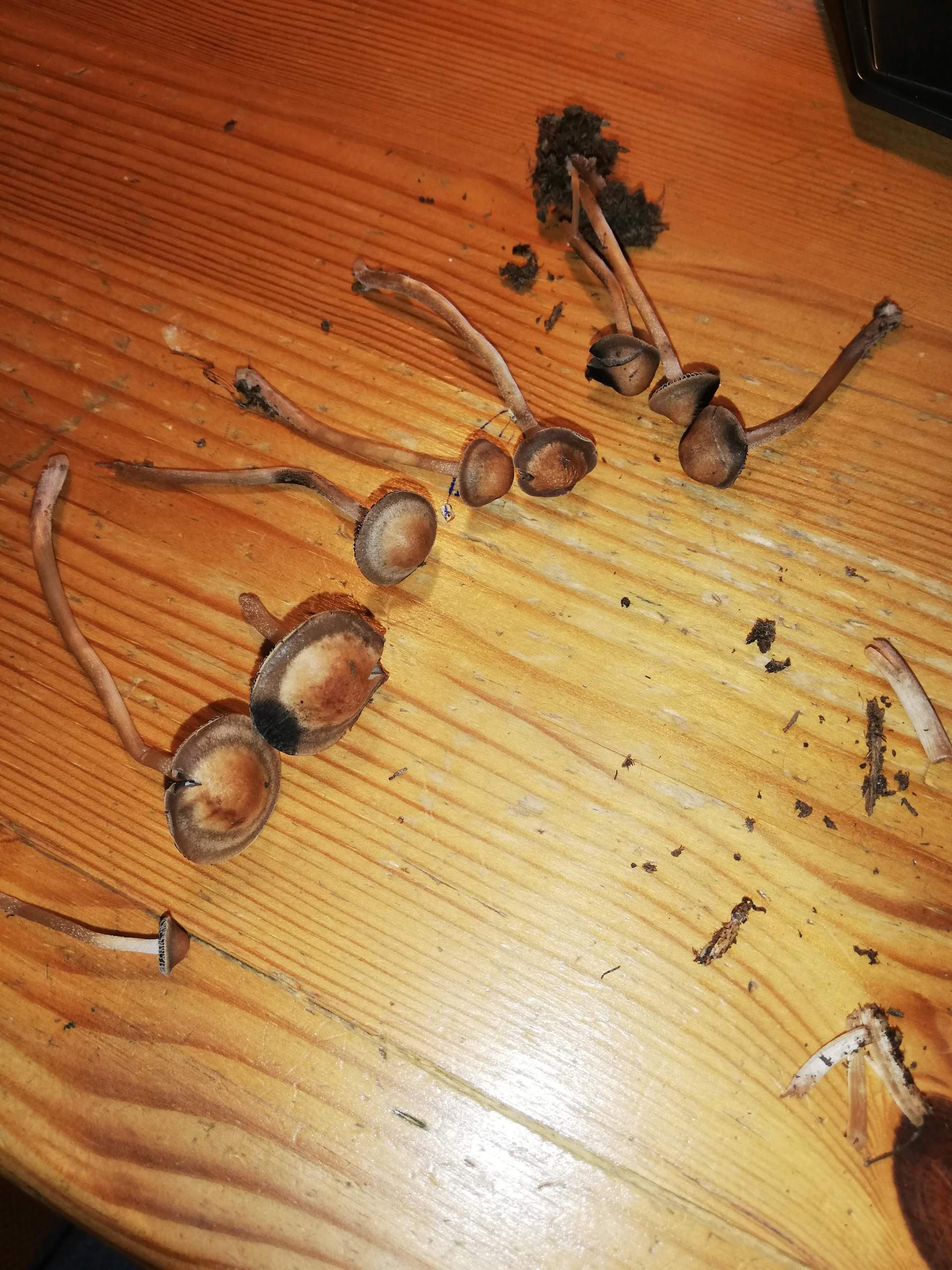 Welcher Pilz wchst bei meiner Monstera? (Pilze, Hauspflanzen)