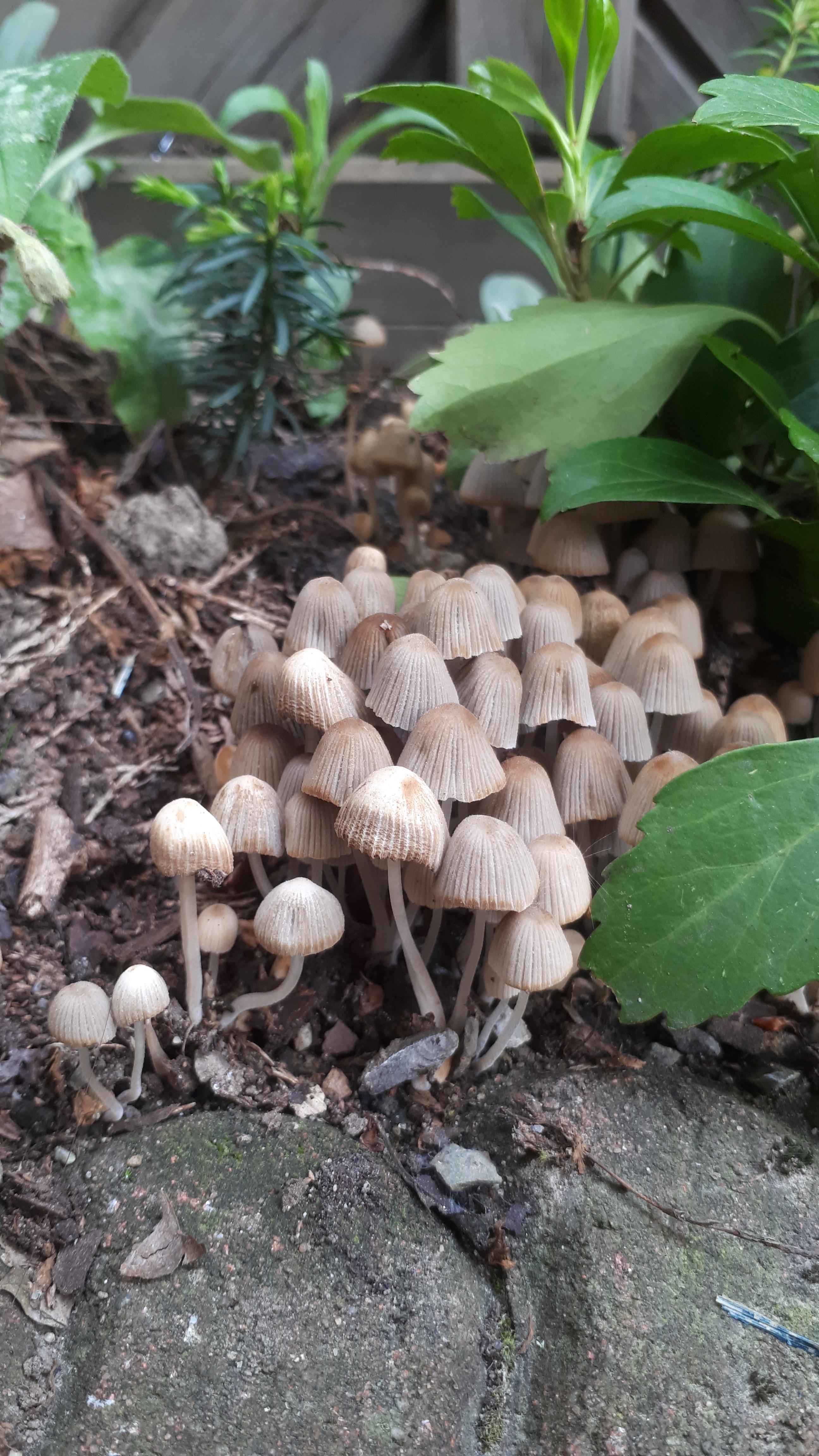 Welcher Pilz wächst da in meinem Garten und ist er eßbar