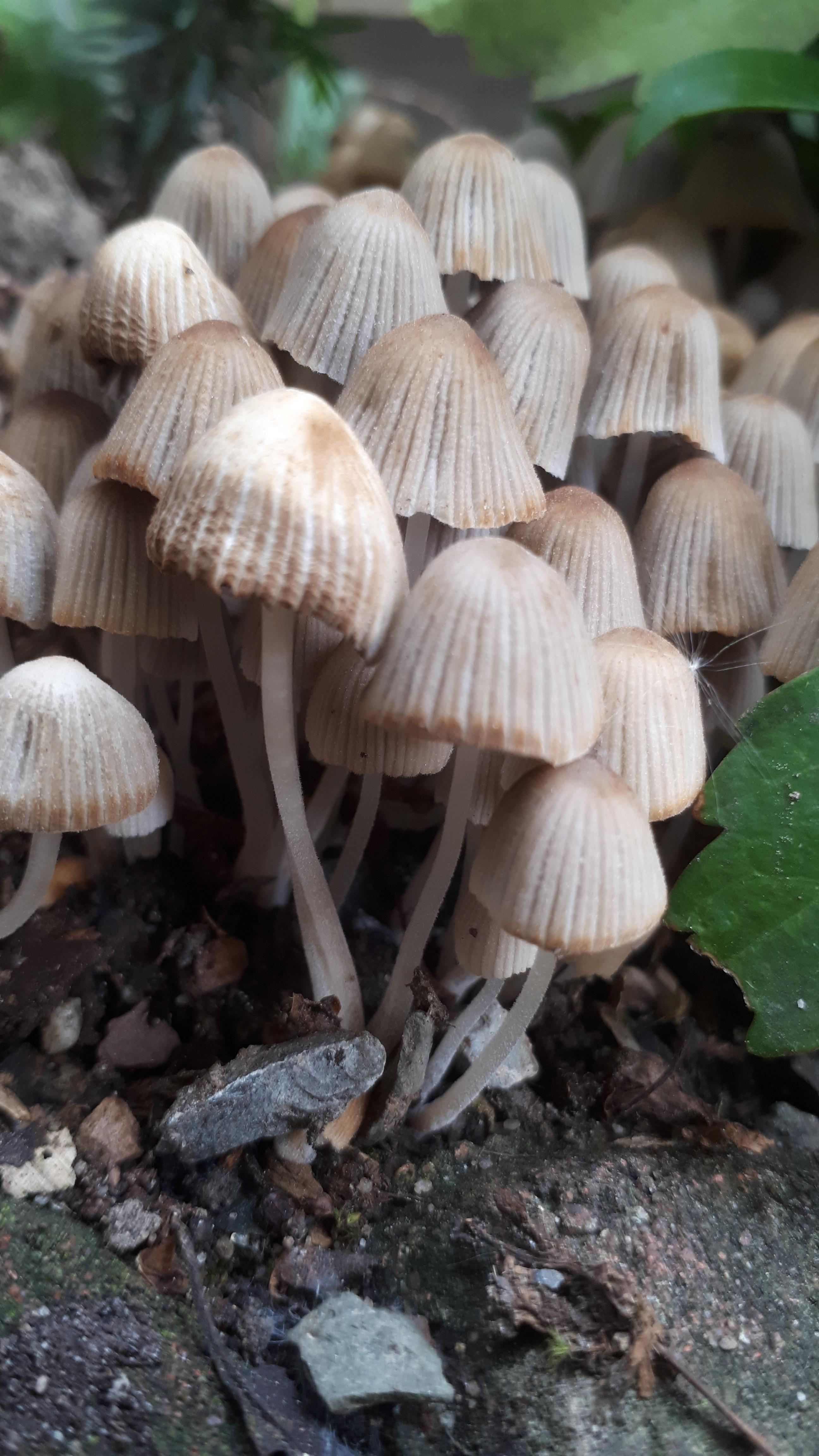 Welcher Pilz wächst da in meinem Garten und ist er eßbar