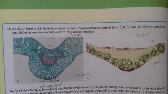 Welcher Querschnitt gehört einer einkeimblättrigen oder