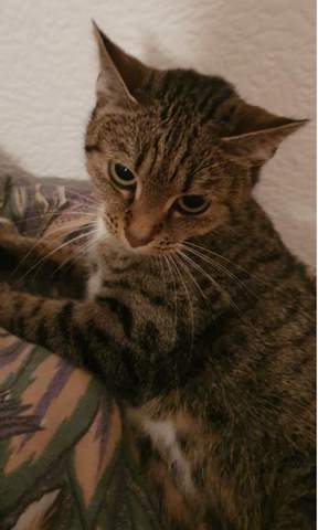 Welcher Rasse Gehort Meine Katze An Tiere Haustiere Katzen