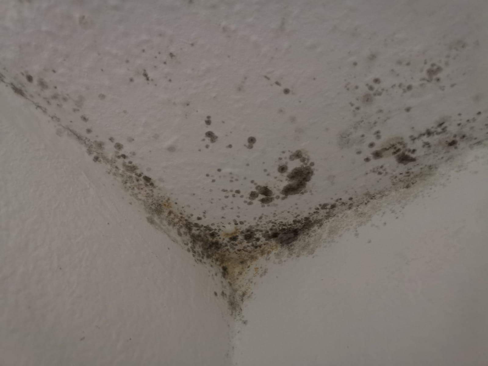 Welcher schimmel ist das(gefährlich)? (Schimmelbefall)