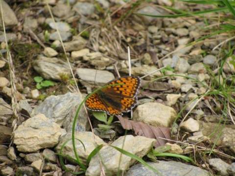 Welcher Schmetterling ist das? (Insekten)