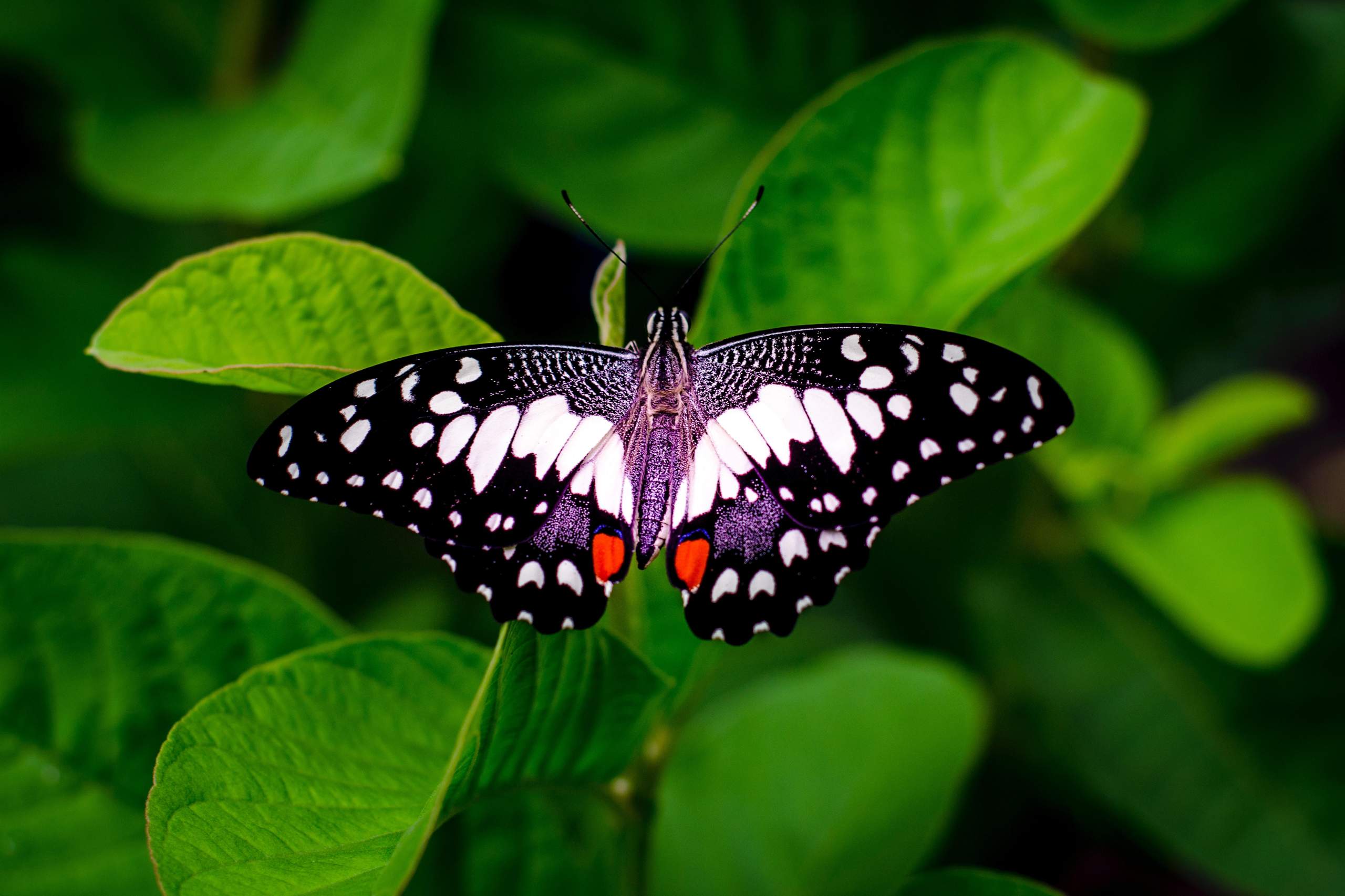 Welcher Schmetterling ist deiner Meinung nach der schönste von denen