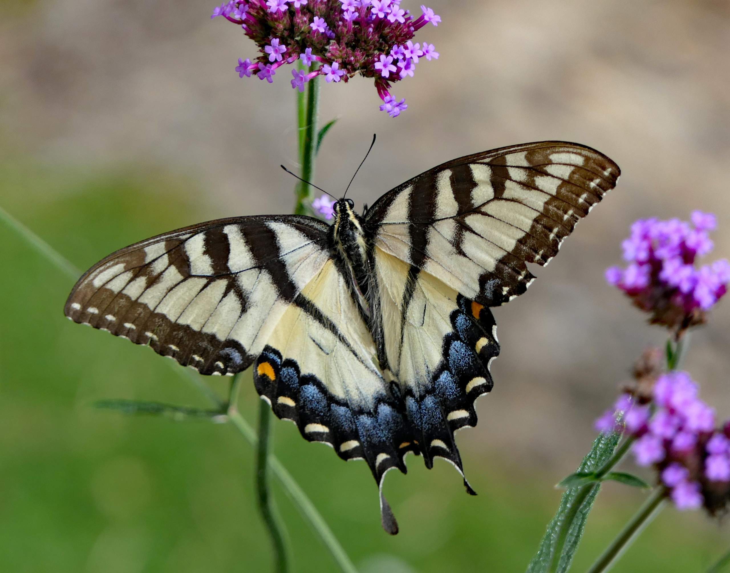 Welcher Schmetterling ist deiner Meinung nach der schönste von denen