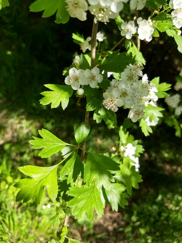 Welcher Schone Strauch Ist Das Garten Straucher